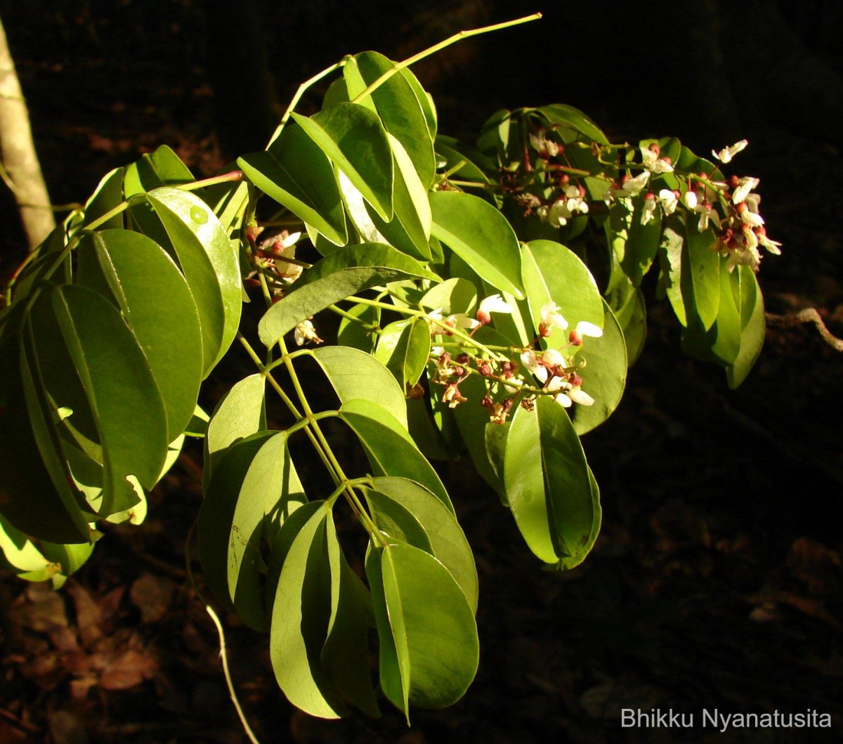 Derris parviflora Benth.